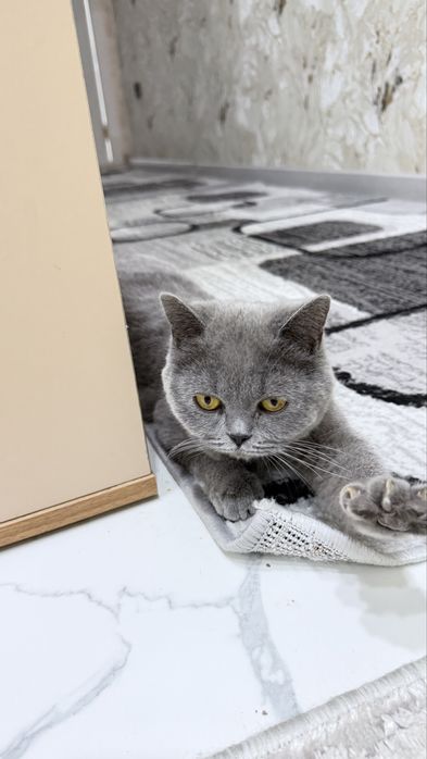 Срочно сотилади 10 ойли береминий