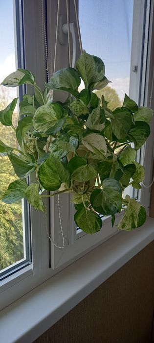 Сциндапсус Happy Leaf