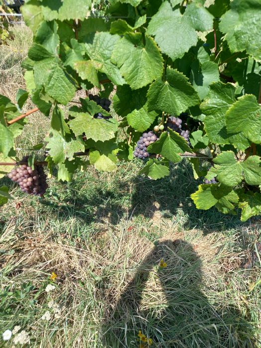 Vand struguri albii. Muscat ottonel, traminer, sauvignon blank