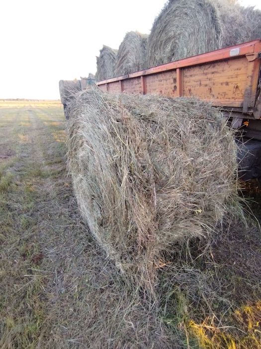 Продам сено разнотравие