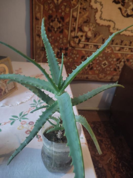 Продам Лечебное Алоэ