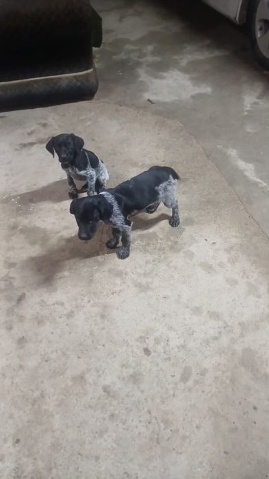 Курцхар сатылады еки кушиги