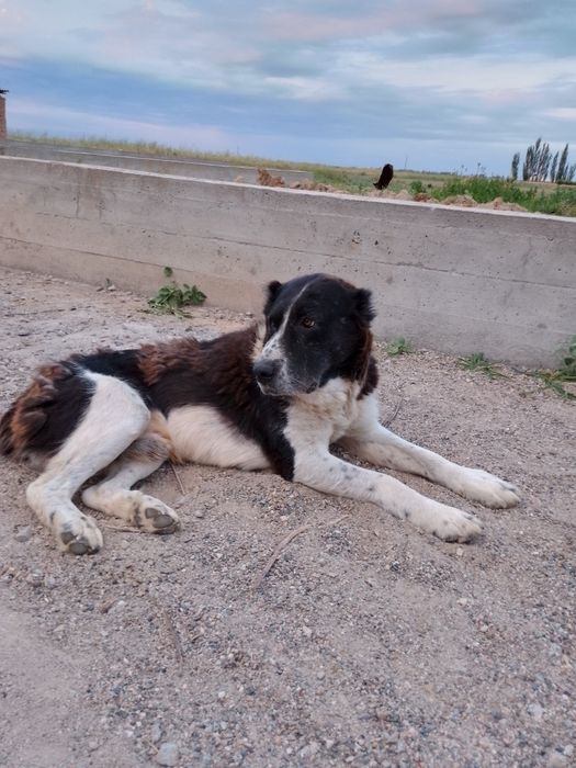 Alabay sotiladi Boʻribosar it