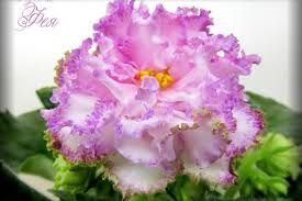 Сортовые фиалки!