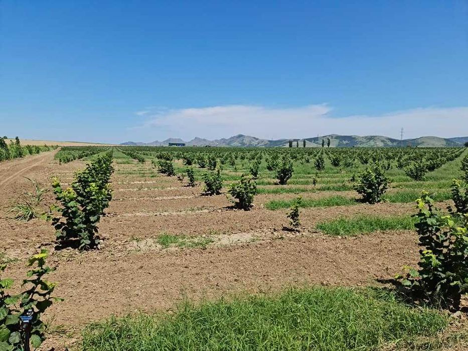 Infiintare plantatie mecanizat, plantatie  gps , infiintare livada