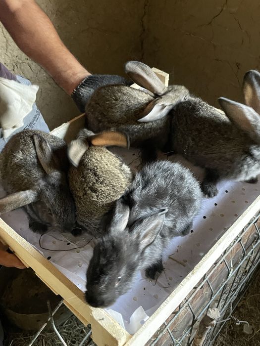 Quyon bolalari Soglom va tetik