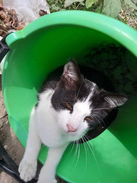 Pisici pentru adoptie