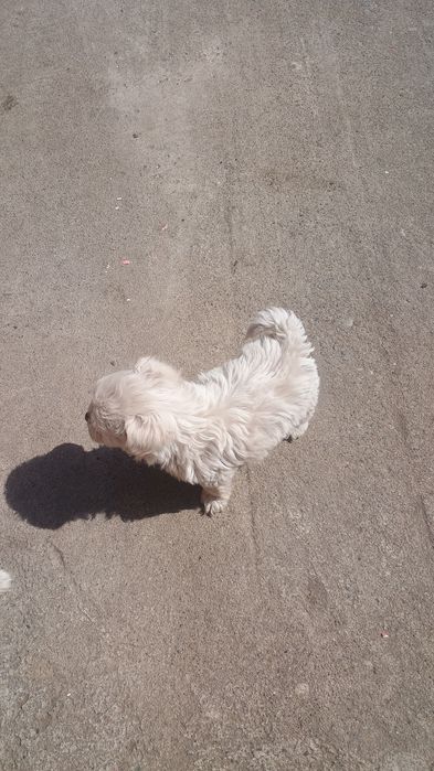 Vând catei bishon maltezi