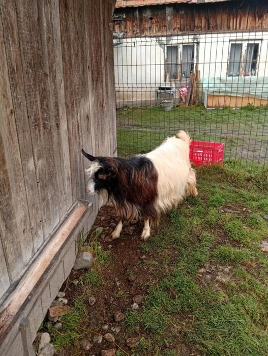 Vând CAPRE bune de Tinut