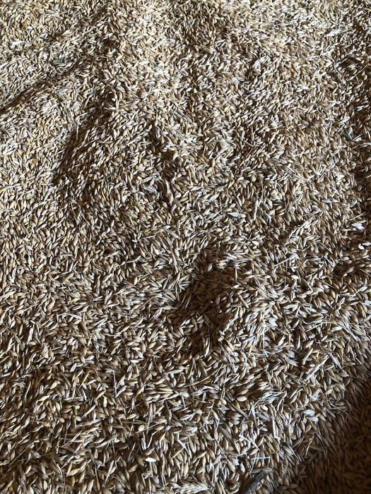 Vând orzoaica producție 2025