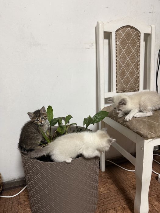 Котята добрые красивые ловят мышей