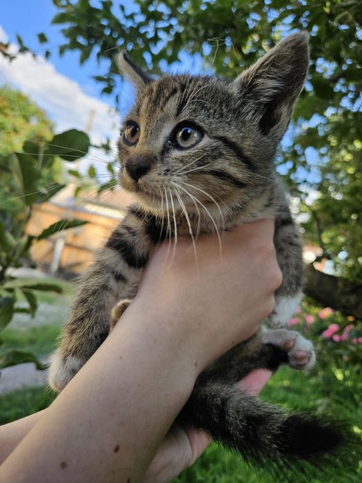 Pui de pisică spre adopție