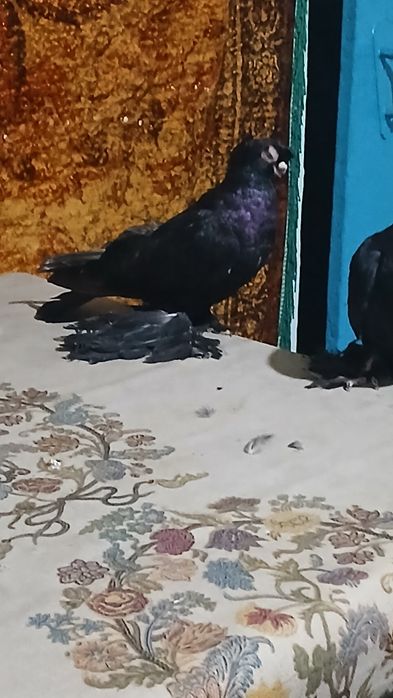 Продаются две голубки жучки