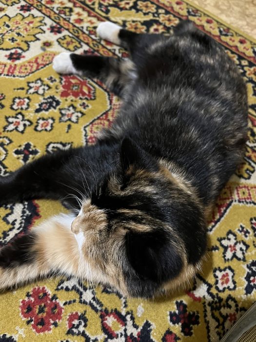 Ищем хозяина для кошки бездомной