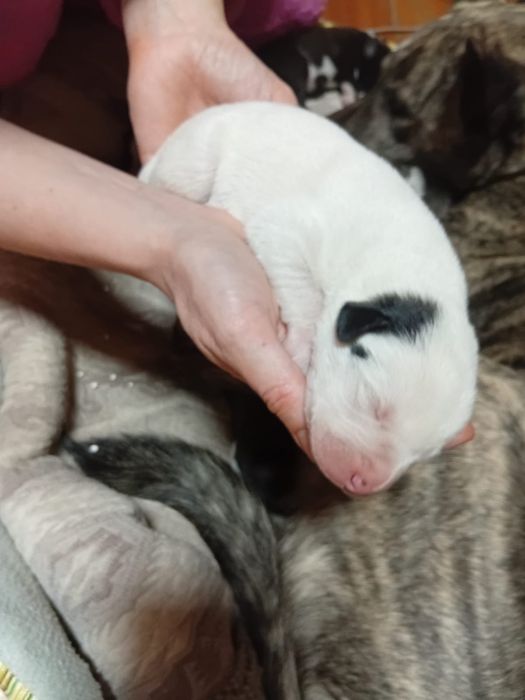 Щенята бесплатно