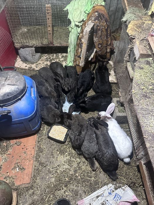 Продам кроликов