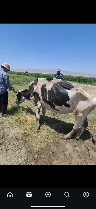 Вынужденный забой.