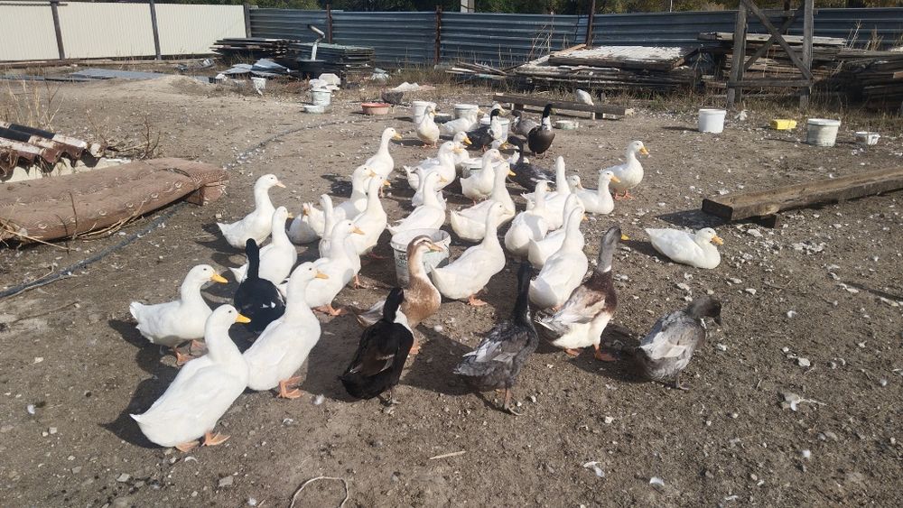 Продам утки, гуси, уйрек, гусь,  үйрек,