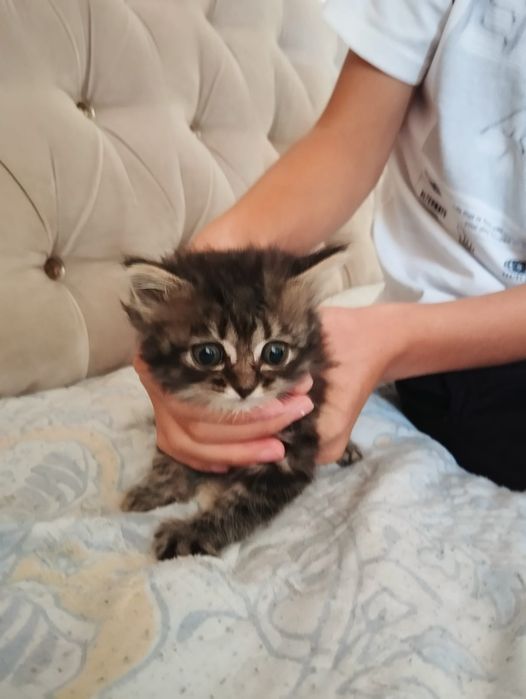 Котята знают лоток