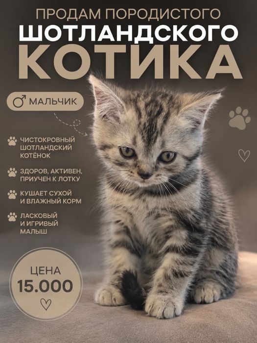 Продам шотладского котика