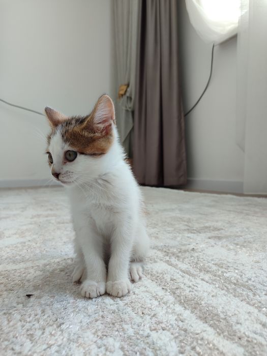 Британский котенок