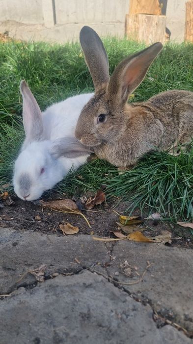 Продам кроликов рабочих