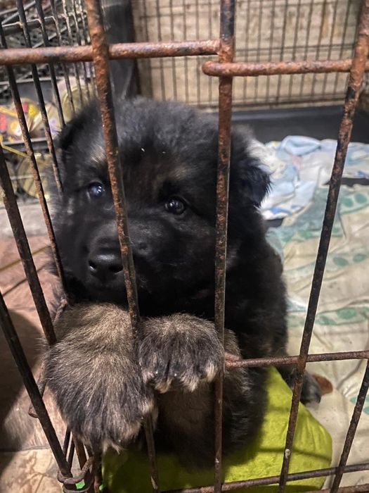 Отдам щенка крупного