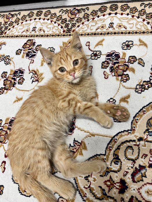Отдам котенка сладкого