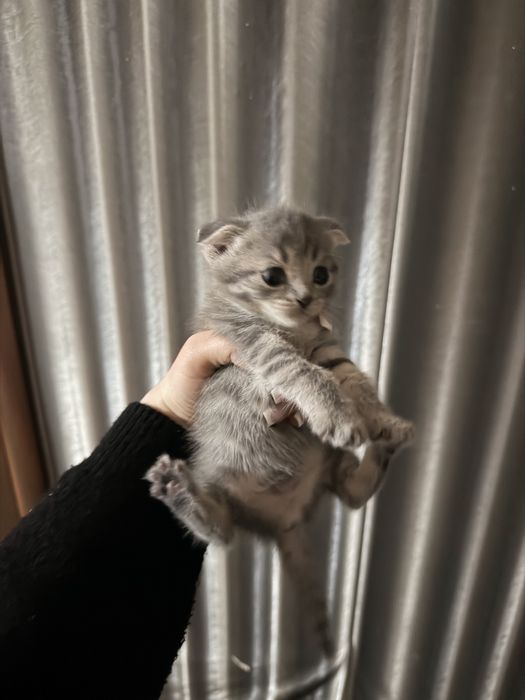 Кошки шотладский