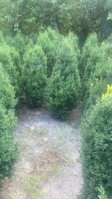 Vânzare Arbuști Buxus