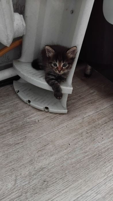 Отдам в добрые руки.