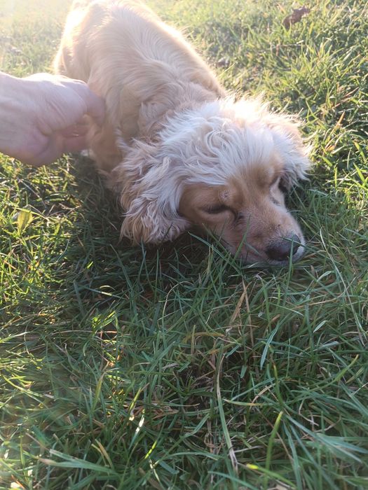 Кокер шпаньол - кръстоска със шпрингер