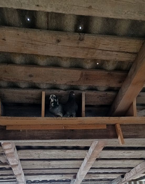 pereche porumbei metis sau curcanasi