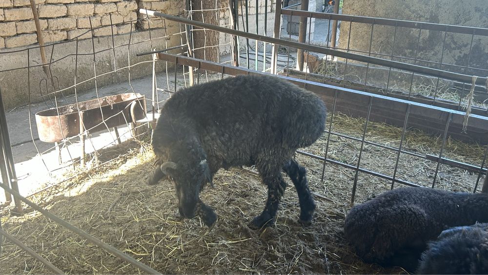 Қошқарлар қорада тұған