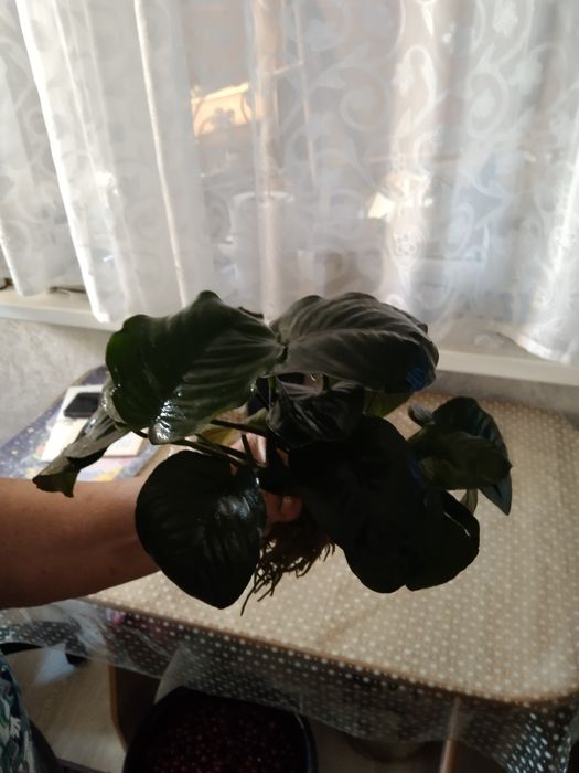 Продам большой анубиас