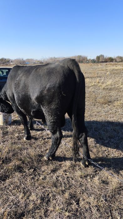 Продам быка два года