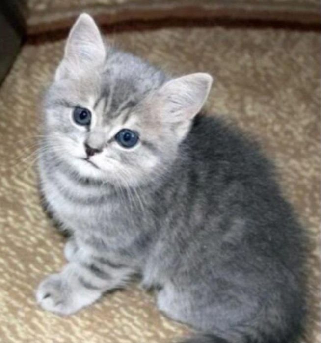 Британские котята готовы к продаже