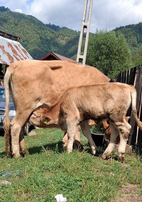 Vand vaca cu vitea
