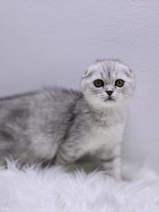 Котики-вислоухие-шотландские