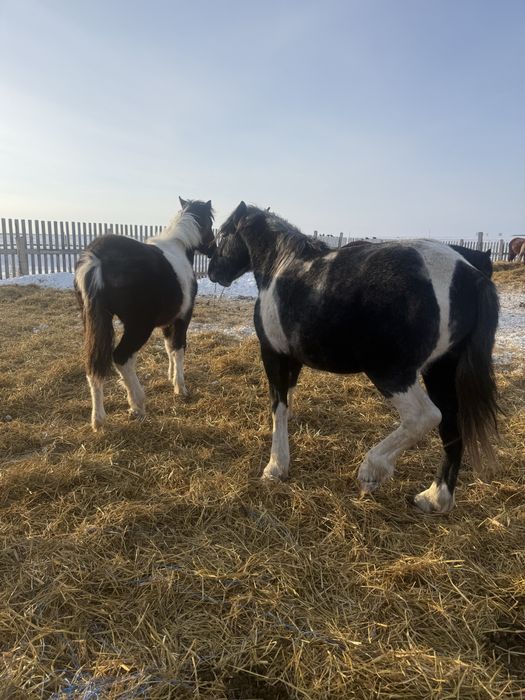 Продам кунан трех летка