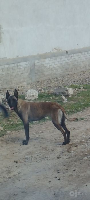 Sotiladi Belgiya malinovasi