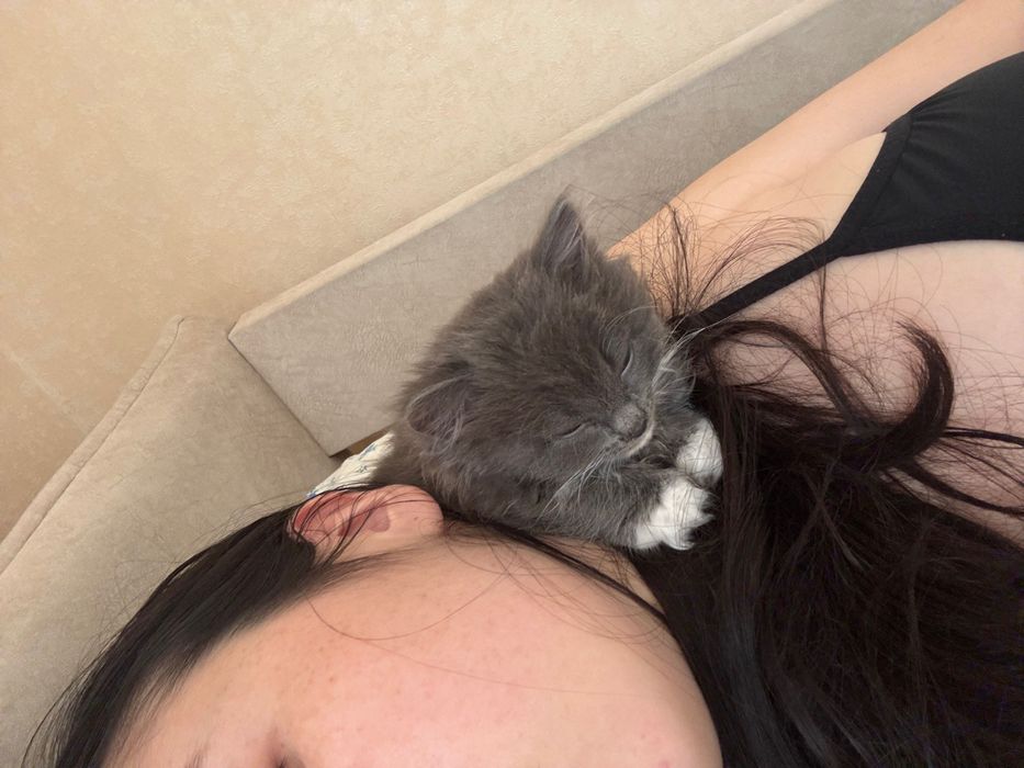 Отдам котенка в добрые руки