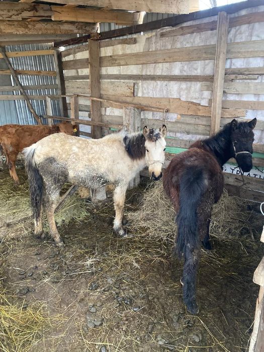 Продам жеребят...