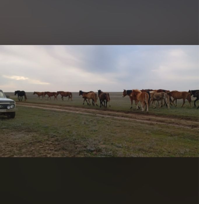 Лошади, жылқылар сатылымда. Соғым.