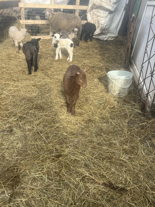 Vand oi gestante si fatate