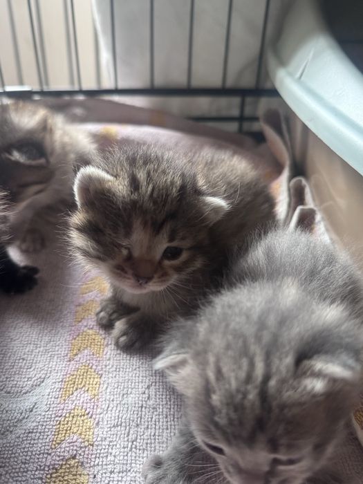 Отдам котёнка бесплатно