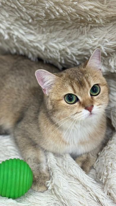 Продам золотую шиншиллу