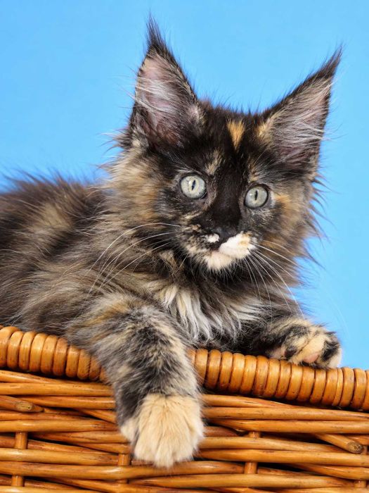 Shanel – pui Maine Coon femelă tortie, 3 luni, pedigree www.lynxrunecode.com