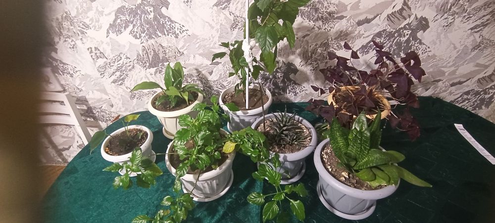 Продам цветы комнатные