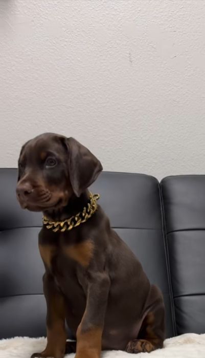 Pui doberman maro